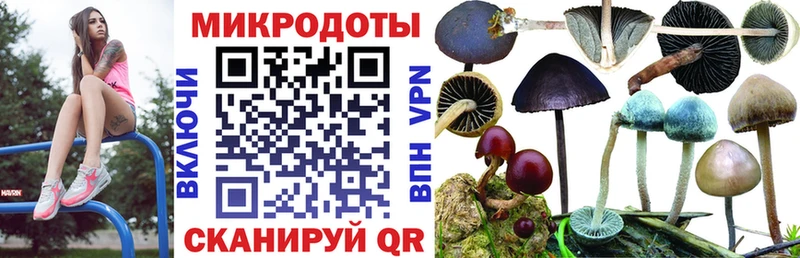 где купить   Лагань  Псилоцибиновые грибы Psilocybine cubensis 